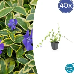 La Green Touch Fleurs De Saison | - Petite pervenche 'blue and gold' x6 – entre 0,38 et 0,5m2