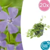 La Green Touch Fleurs De Saison | - Petite pervenche 'aureovariegata' x12 – entre 0,75 et 1m2