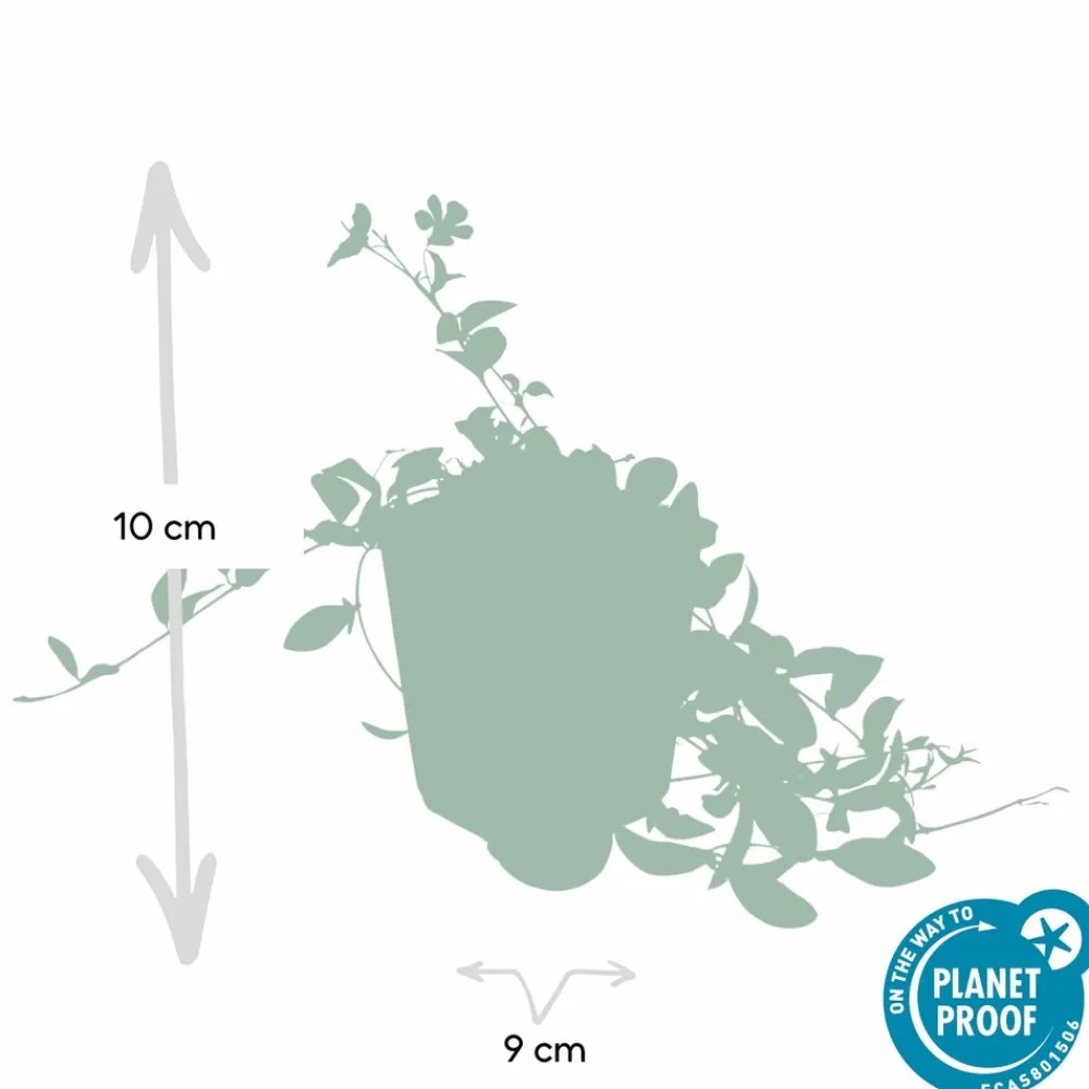 La Green Touch Fleurs De Saison | - Petite pervenche 'aureovariegata' x12 – entre 0,75 et 1m2