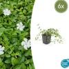 La Green Touch Fleurs De Saison | - Petite pervenche 'gertrude jekyll' x6 – entre 0,38 et 0,5m2