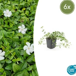 La Green Touch Fleurs De Saison | - Petite pervenche 'gertrude jekyll' x6 – entre 0,38 et 0,5m2