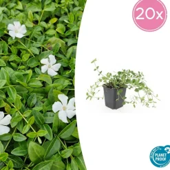 La Green Touch Fleurs De Saison | - Petite pervenche 'gertrude jekyll' x6 – entre 0,38 et 0,5m2