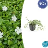 La Green Touch - Petite pervenche 'gertrude jekyll' x40 – entre 2,5 et 3,33m2 Sale