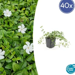 La Green Touch - Petite pervenche 'gertrude jekyll' x40 – entre 2,5 et 3,33m2 Sale