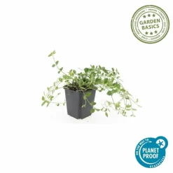La Green Touch - Petite pervenche 'gertrude jekyll' x40 – entre 2,5 et 3,33m2 Sale