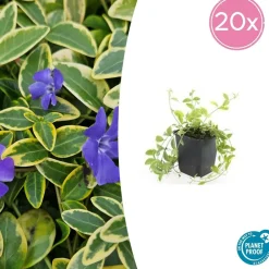 La Green Touch - Petite pervenche 'aureovariegata' x20 – entre 1,25 et 1,67m2 Hot