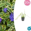 La Green Touch Fleurs De Saison | - Petite pervenche (vinca minor) x60 – entre 3,75 et 5m2