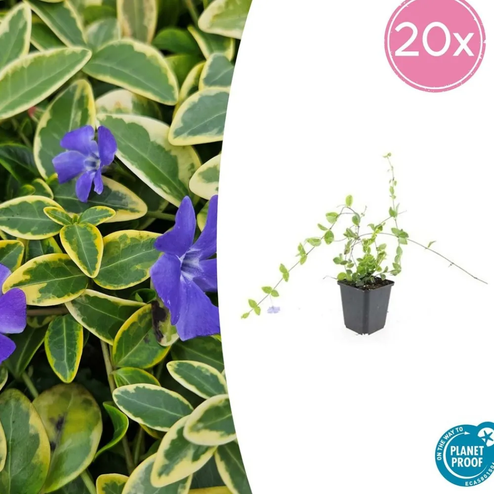 La Green Touch Fleurs De Saison | - Petite pervenche (vinca minor) x60 – entre 3,75 et 5m2