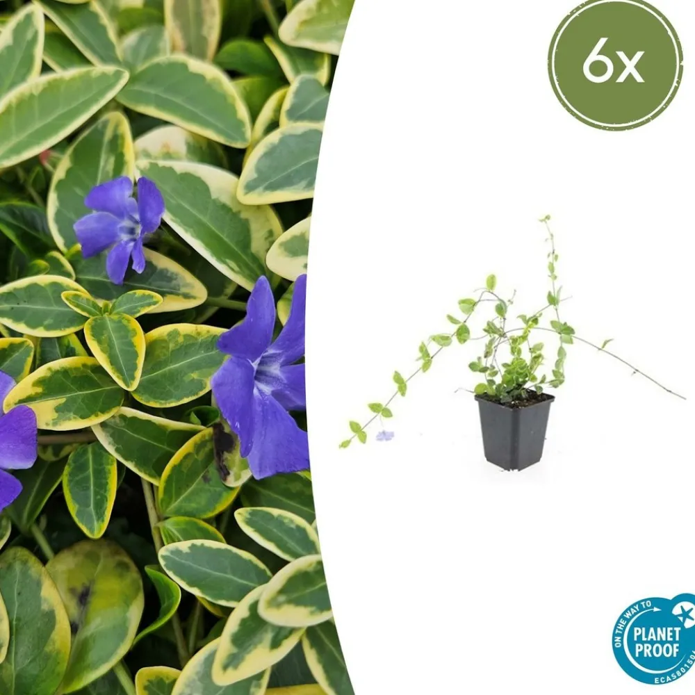 La Green Touch Fleurs De Saison | - Petite pervenche (vinca minor) x60 – entre 3,75 et 5m2