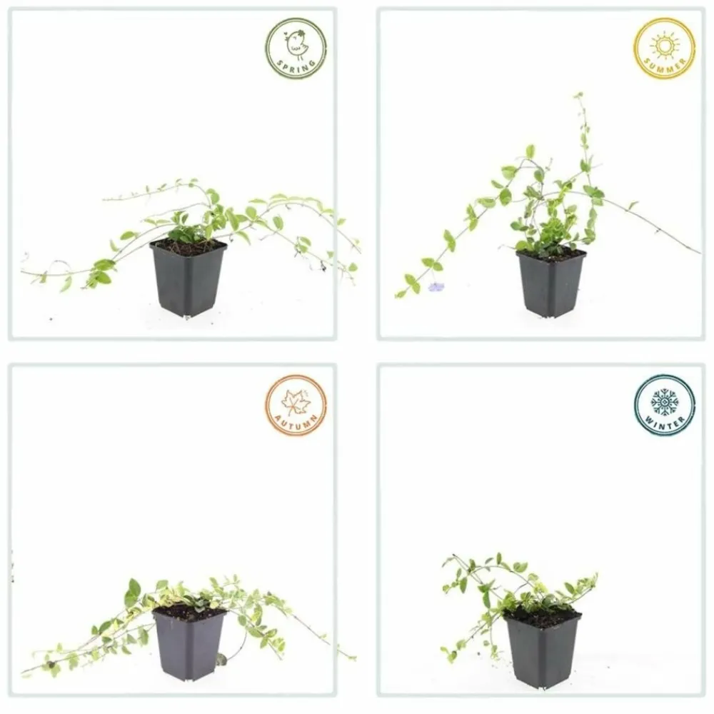 La Green Touch Fleurs De Saison | - Petite pervenche (vinca minor) x60 – entre 3,75 et 5m2