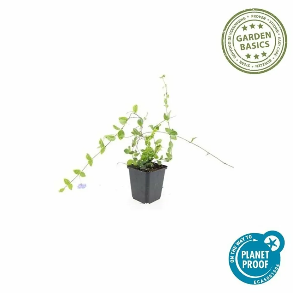 La Green Touch Fleurs De Saison | - Petite pervenche (vinca minor) x60 – entre 3,75 et 5m2