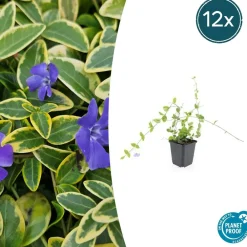 La Green Touch Fleurs De Saison | - Petite pervenche (vinca minor) x60 – entre 3,75 et 5m2