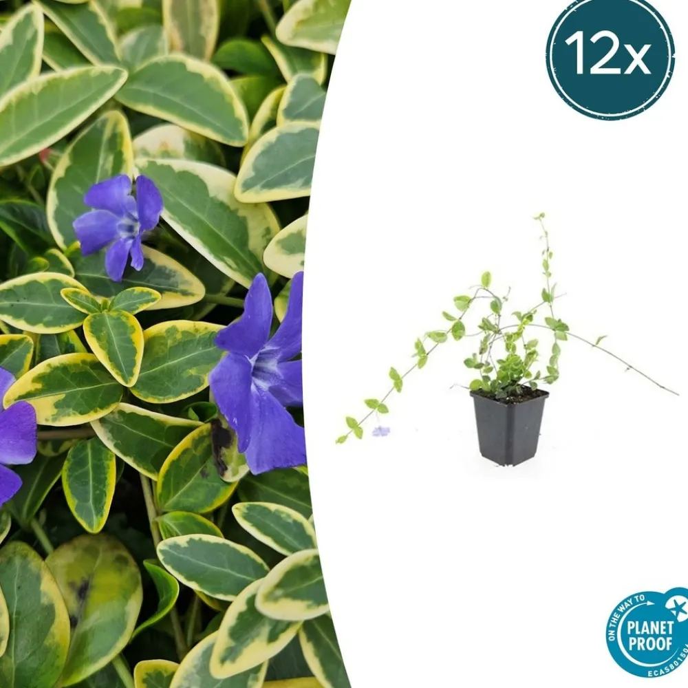 La Green Touch Fleurs De Saison | - Petite pervenche (vinca minor) x60 – entre 3,75 et 5m2