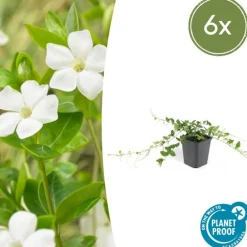La Green Touch Fleurs De Saison | - Petite pervenche 'alba' x6 – entre 0,38 et 0,5m2