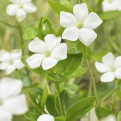 La Green Touch Fleurs De Saison | - Petite pervenche 'alba' x6 – entre 0,38 et 0,5m2