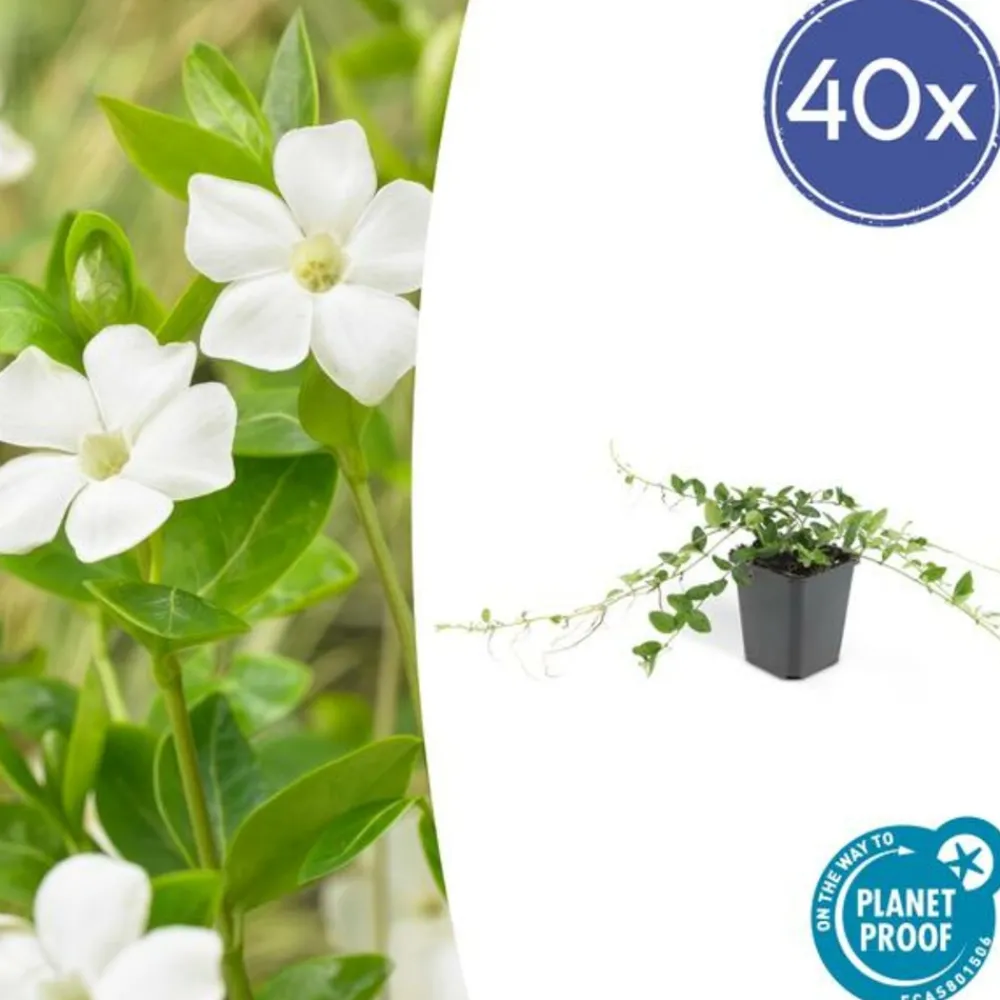 La Green Touch Fleurs De Saison | - Petite pervenche 'alba' x6 – entre 0,38 et 0,5m2