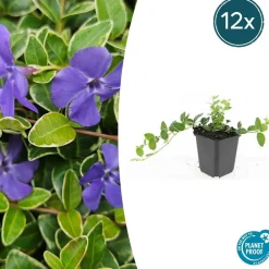 La Green Touch Fleurs De Saison | - Petite pervenche 'argenteovariegata' x12 – entre 0,75 et 1m2