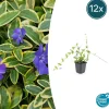 La Green Touch - Petite pervenche 'blue and gold' x12 – entre 0,75 et 1m2 Hot