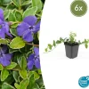 La Green Touch - Petite pervenche 'argenteovariegata' x6 – entre 0,38 et 0,5m2 Sale