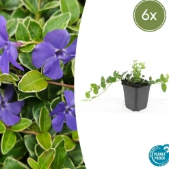 La Green Touch - Petite pervenche 'argenteovariegata' x6 – entre 0,38 et 0,5m2 Sale