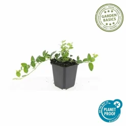 La Green Touch - Petite pervenche 'argenteovariegata' x6 – entre 0,38 et 0,5m2 Sale