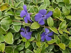 La Green Touch - Petite pervenche 'argenteovariegata' x6 – entre 0,38 et 0,5m2 Sale