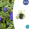La Green Touch - Petite pervenche 'aureovariegata' x40 – entre 2,5 et 3,33m2 Clearance
