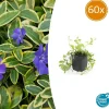 La Green Touch Plantes Méditerranéennes | - Petite pervenche 'aureovariegata' x60 – entre 3,75 et 5m2