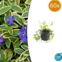 La Green Touch Plantes Méditerranéennes | - Petite pervenche 'aureovariegata' x60 – entre 3,75 et 5m2