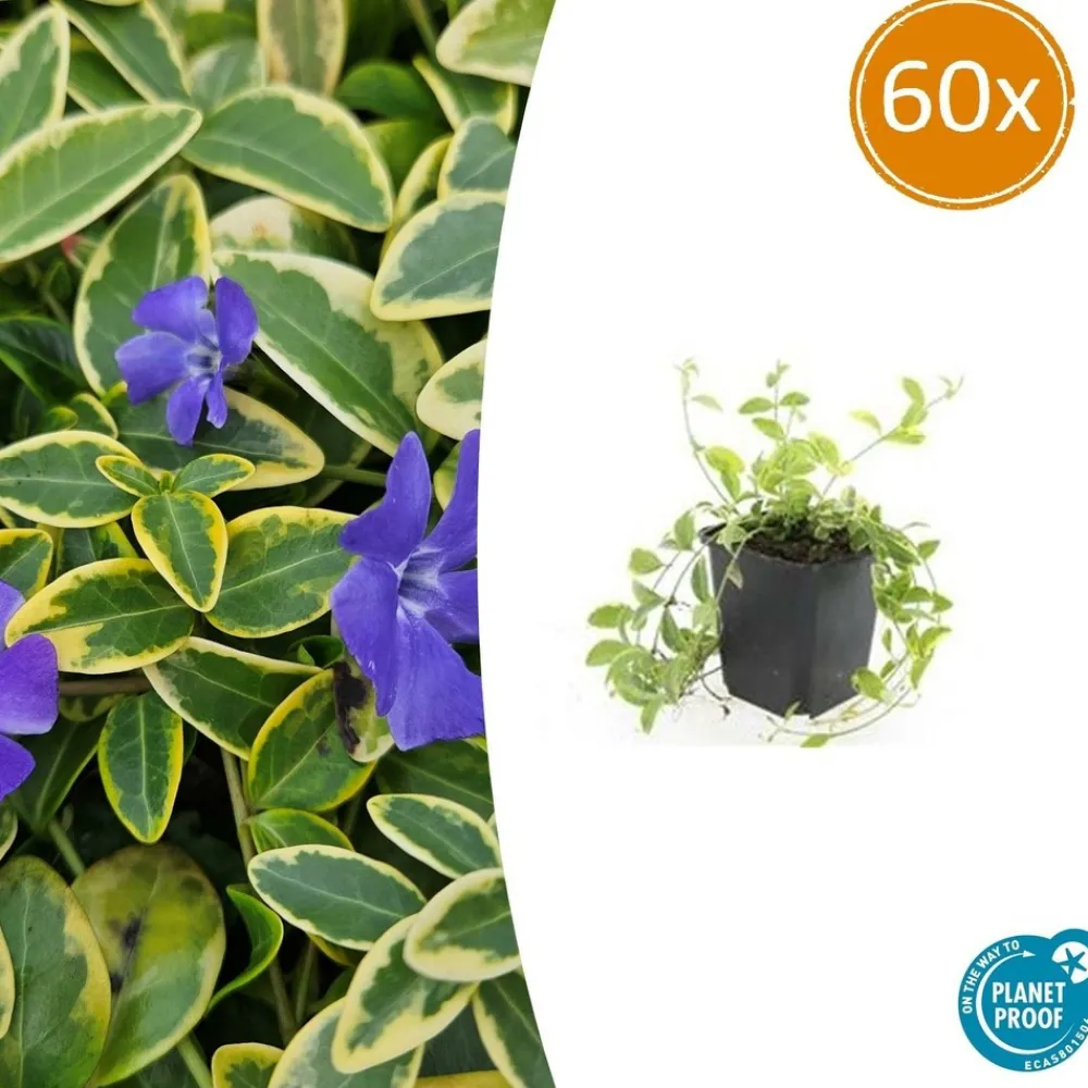 La Green Touch Plantes Méditerranéennes | - Petite pervenche 'aureovariegata' x60 – entre 3,75 et 5m2