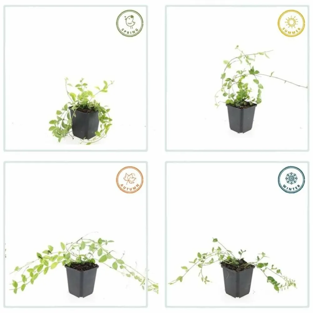 La Green Touch Plantes Méditerranéennes | - Petite pervenche 'aureovariegata' x60 – entre 3,75 et 5m2