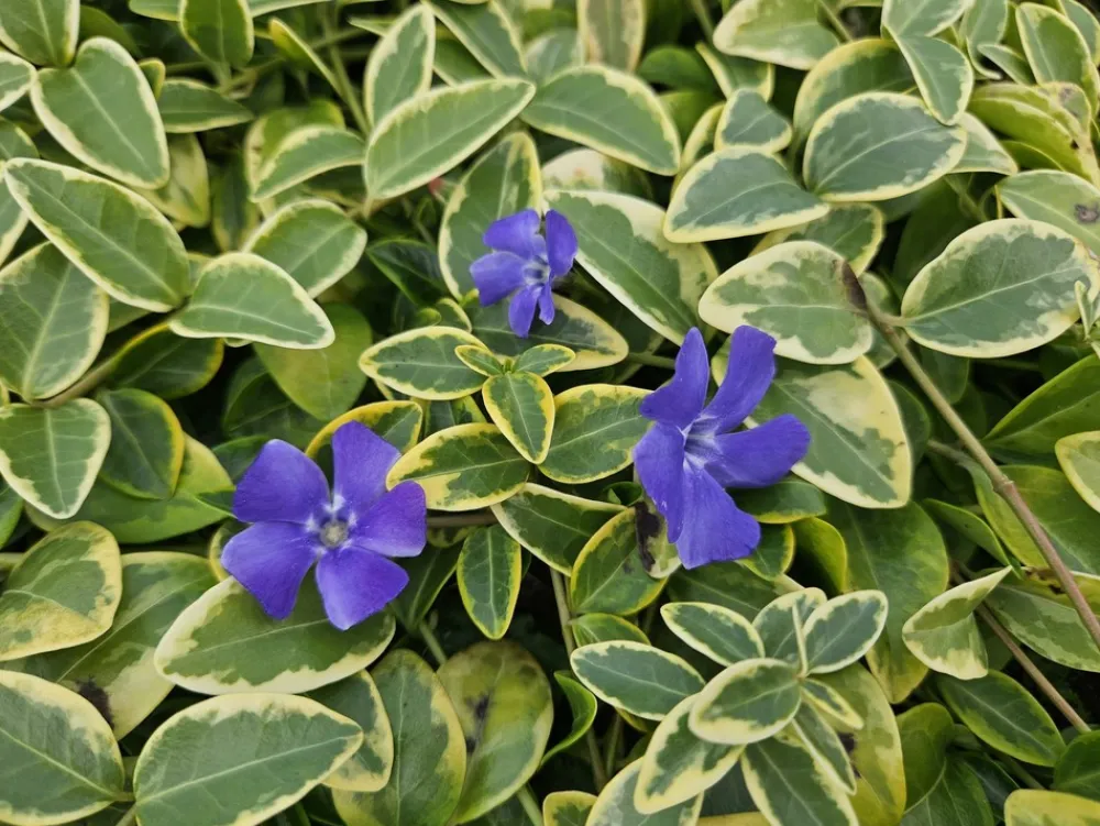 La Green Touch Plantes Méditerranéennes | - Petite pervenche 'aureovariegata' x60 – entre 3,75 et 5m2