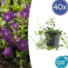 La Green Touch - Petite pervenche 'atropurpurea' x40 – entre 2,5 et 3,33m2 Discount