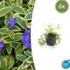 La Green Touch - Petite pervenche 'aureovariegata' x6 – entre 0,38 et 0,5m2 Hot