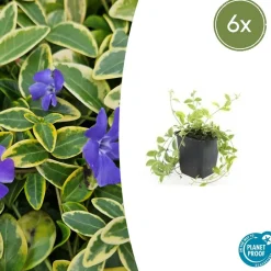 La Green Touch - Petite pervenche 'aureovariegata' x6 – entre 0,38 et 0,5m2 Hot