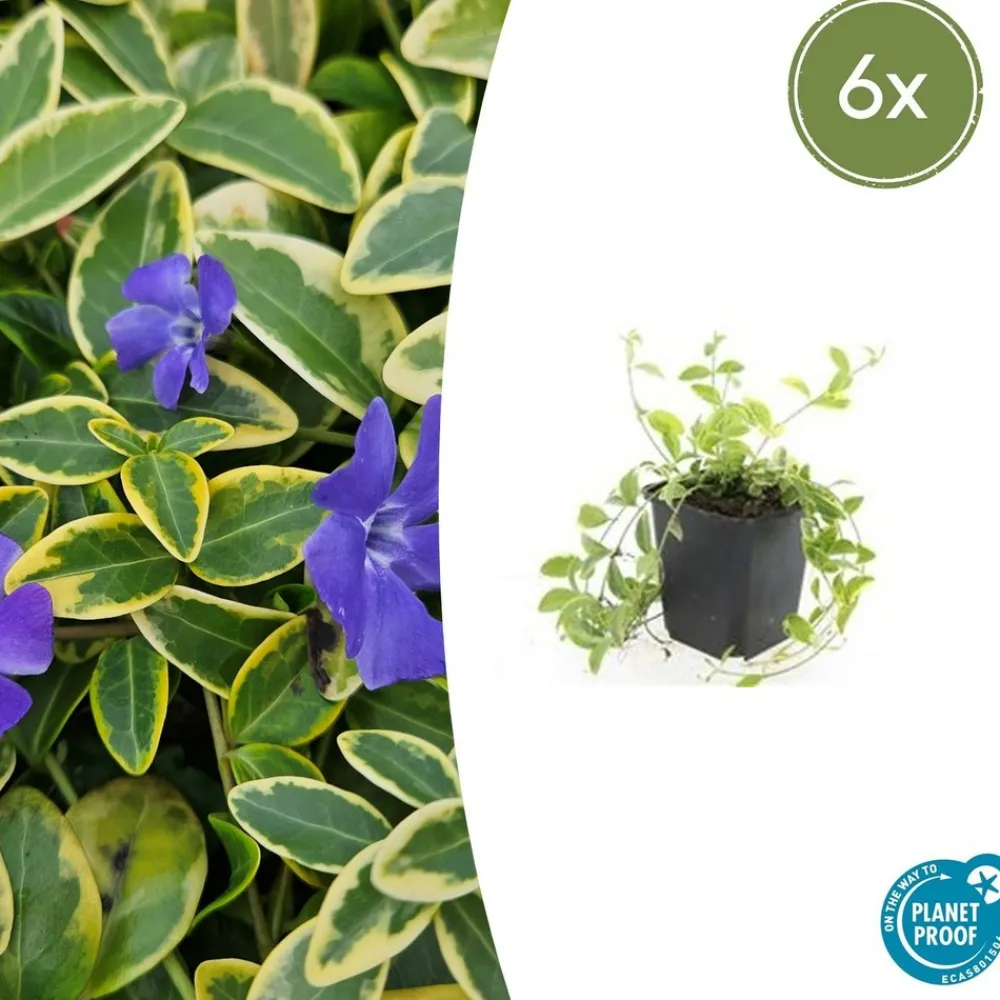 La Green Touch - Petite pervenche 'aureovariegata' x6 – entre 0,38 et 0,5m2 Hot