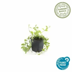 La Green Touch - Petite pervenche 'aureovariegata' x6 – entre 0,38 et 0,5m2 Hot