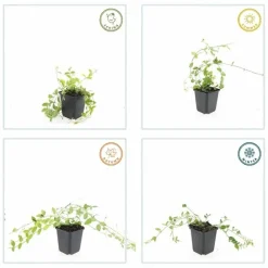 La Green Touch - Petite pervenche 'aureovariegata' x6 – entre 0,38 et 0,5m2 Hot