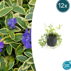 La Green Touch - Petite pervenche 'aureovariegata' x6 – entre 0,38 et 0,5m2 Hot