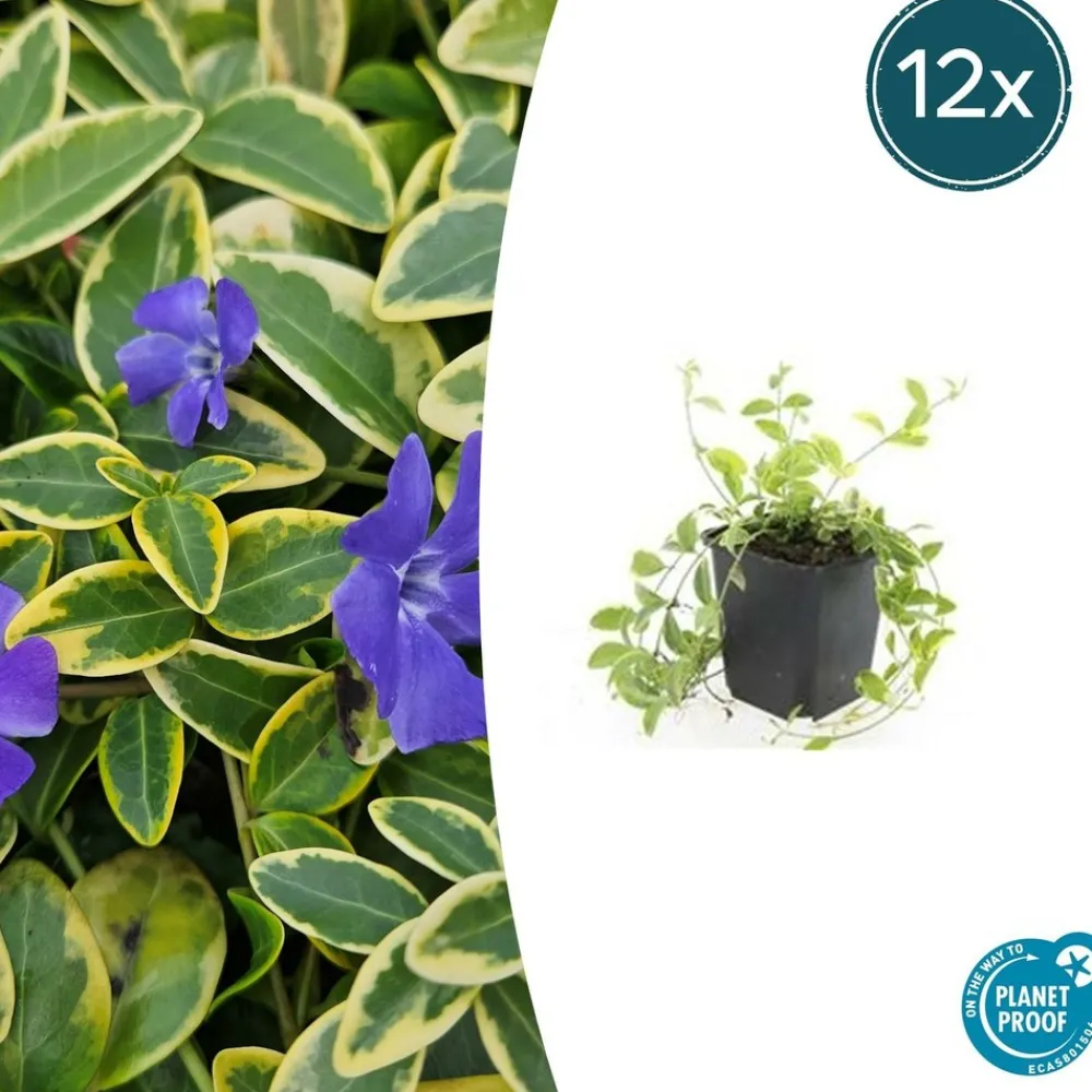 La Green Touch - Petite pervenche 'aureovariegata' x6 – entre 0,38 et 0,5m2 Hot