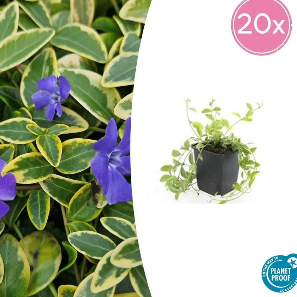 La Green Touch - Petite pervenche 'aureovariegata' x6 – entre 0,38 et 0,5m2 Hot