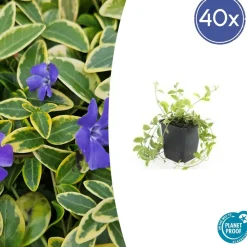 La Green Touch - Petite pervenche 'aureovariegata' x6 – entre 0,38 et 0,5m2 Hot