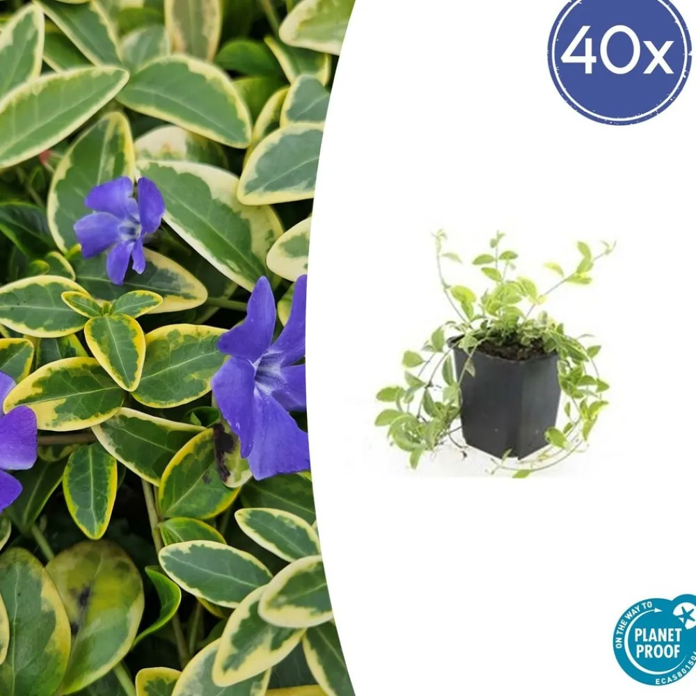 La Green Touch - Petite pervenche 'aureovariegata' x6 – entre 0,38 et 0,5m2 Hot
