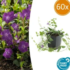 La Green Touch - Petite pervenche 'atropurpurea' x60 – entre 3,75 et 5m2 Online