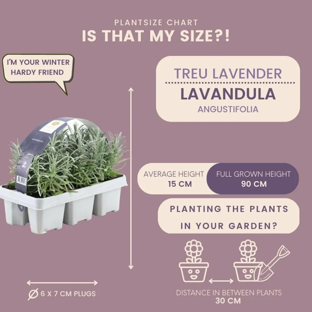 La Green Touch - Petite pervenche 'atropurpurea' x60 – entre 3,75 et 5m2 Online