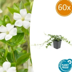 La Green Touch Plantes Méditerranéennes | - Petite pervenche 'alba' x60 – entre 3,75 et 5m2