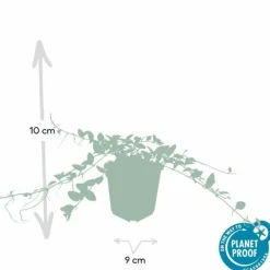 La Green Touch Plantes Méditerranéennes | - Petite pervenche 'alba' x60 – entre 3,75 et 5m2