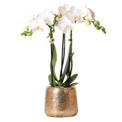 La Green Touch - Phalaenopsis amabilis en pot luxueux doré 35cm - plante d'intérieur Discount