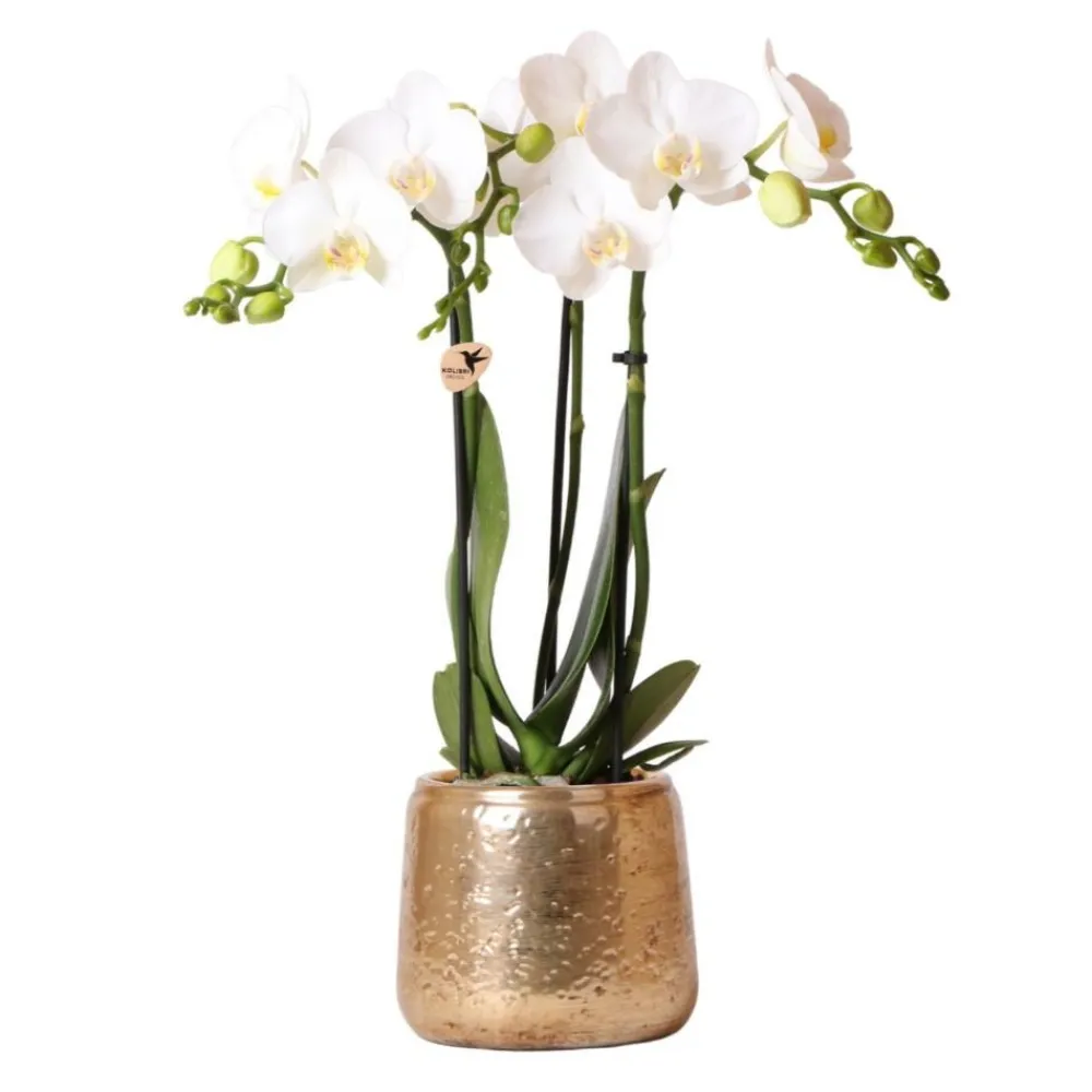 La Green Touch - Phalaenopsis amabilis en pot luxueux doré 35cm - plante d'intérieur Discount