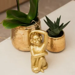La Green Touch - Phalaenopsis amabilis en pot luxueux doré 35cm - plante d'intérieur Discount